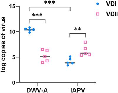 Acute and chronic viruses mediated by an ectoparasite targeting different developmental stages of honeybee (Apis mellifera and Apis cerana) brood